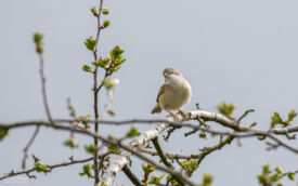 Common Whitethroat at Escomb, 2nd May 2021