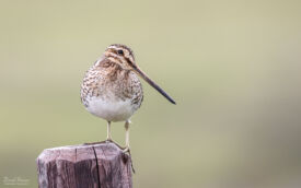 Common Snipe at Bollihope, 27th May 2021