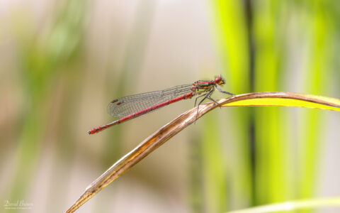 Large Red Damselfly at Etherley Moor, 5th June 2021