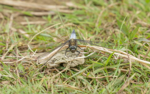 Black-tailed Skimmer at Escomb, 24th June 2021