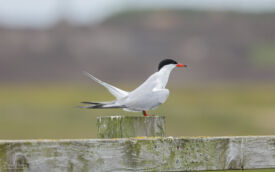 Common Tern at Cowpen Marsh, 27th June 2021