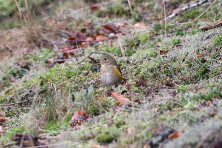 Red-flanked Bluetail at Low Force, 9th January 2022