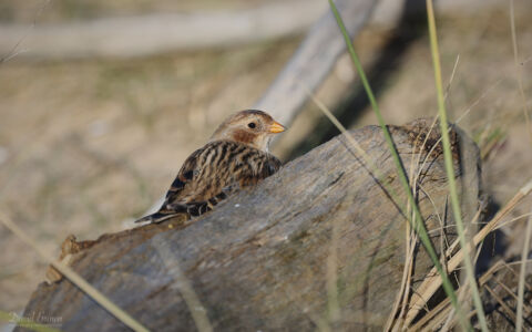 Snow Bunting at Seaton Snook, 25th February 2022