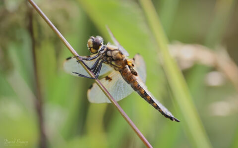 Four-spotted Chaser at Escomb, 14th July 2022.