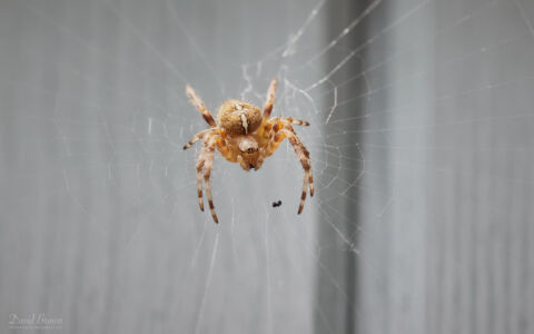 Garden Spider at Etherley Moor, 17th July 2022.