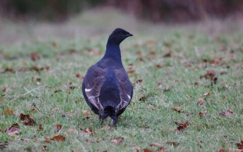 Black Grouse in Upper Weardale, 26th November 2022.