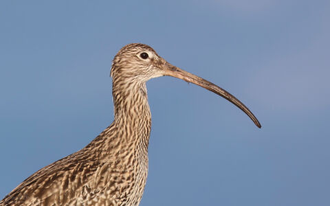 Curlew at Seaton Common, 7th January 2023