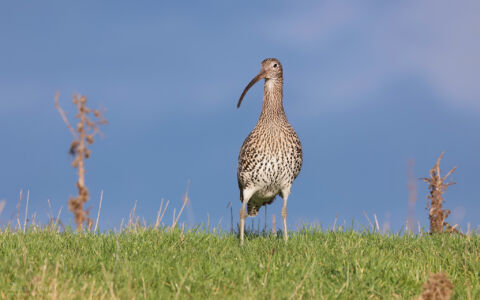 Curlew at Seaton Common, 7th January 2023