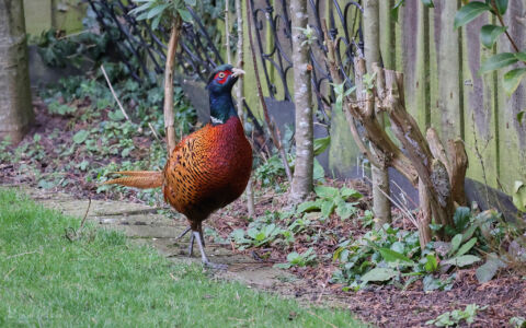 Pheasant at Etherley Moor, 4th February 2023