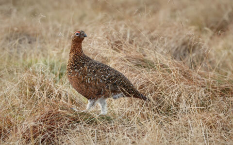 Red Grouse in Durham Dales, 5th February 2023