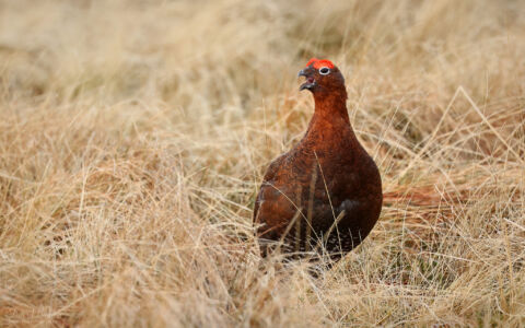 Red Grouse in Durham Dales, 5th February 2023