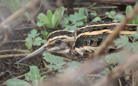 Jack Snipe in Bishop Auckland, 11th February 2023.