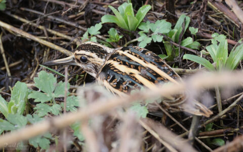 Jack Snipe in Bishop Auckland, 11th February 2023.