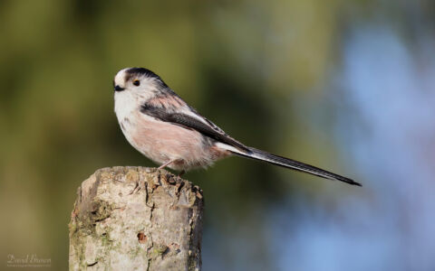 Long-tailed Tit at Low Barns, 11th February 2023.