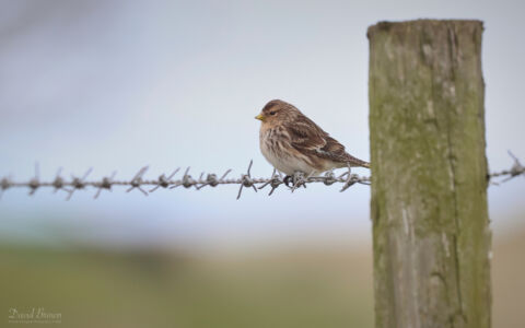 Twite at Seaton Common, 22nd February 2023