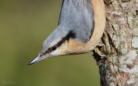 Nuthatch at Low Barns, 23rd February 2023
