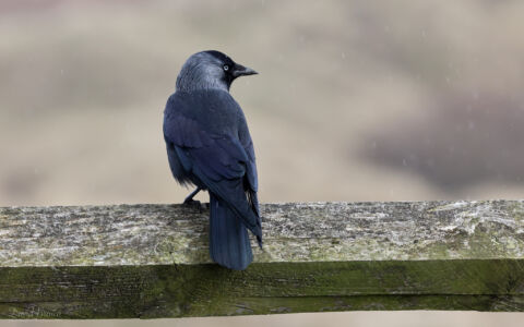 Jackdaw at Bamburgh Castle, 17th March 2023