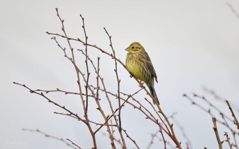 Yellowhammer at Elwick, 18th March 2023