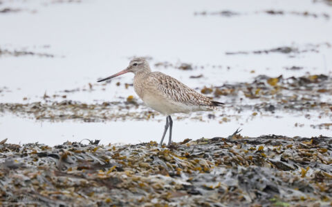 Bar-tailed Godwit at Boulmer, 19th March 2023