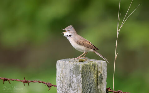 Common Whitethroat at Witton Lakes, 6th May 2023.