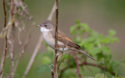 Common Whitethroat at Witton Lakes, 6th May 2023.
