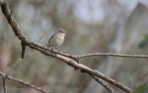 Garden Warbler at Witton Lakes, 6th May 2023.