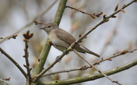 Garden Warbler at Witton Lakes, 6th May 2023.