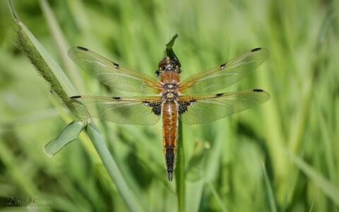 Four-spotted Chaser at Escomb, 28th May 2023.