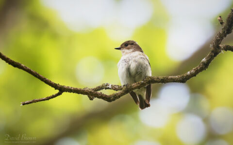 Pied Flycatcher (female) at Muggleswick, 28th May 2023.
