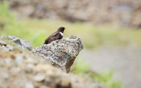 Ring Ouzel at Bollihope, 28th May 2023.