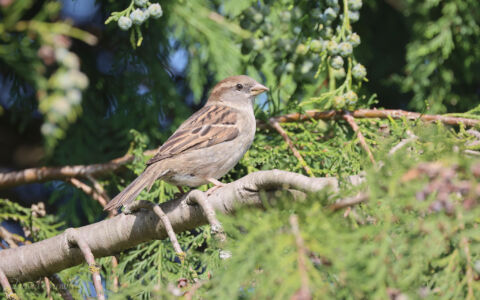 House Sparrow at Etherley Moor, 29th May 2023.