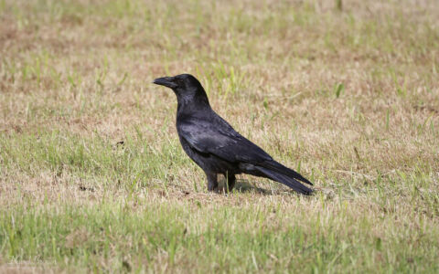 Carrion Crow at Escomb, 2nd June 2023