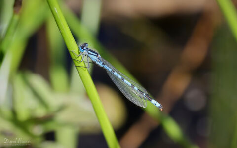 Common Blue Damselfly at Escomb, 2nd June 2023
