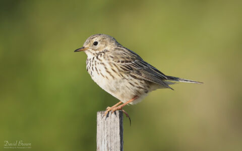 Meadow Pipit at Glenshee, 15th June 2023