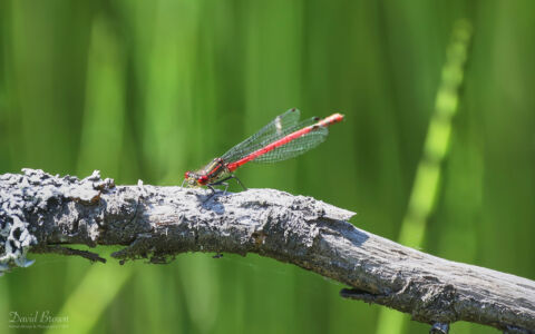 Large Red Damselfly at Abernethy Forest, 15th June 2023