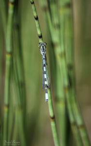 Northern Damselfly at Abernethy Forest, 15th June 2023