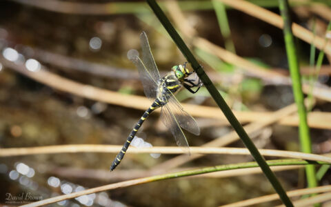 Golden-ringed Dragonfly at Abernethy Forest, 15th June 2023
