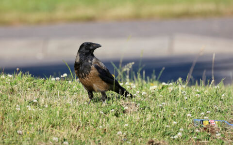 Hooded Crow at Inverness, 15th June 2023