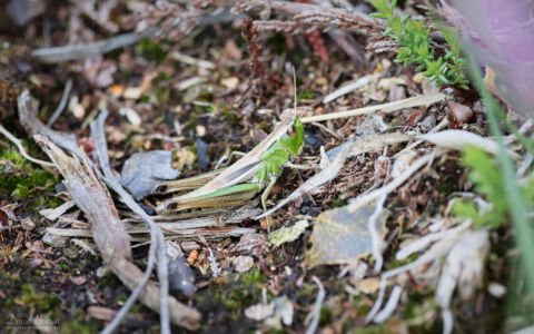 Common Green Grasshopper at Bystock Pools, 7th August 2023