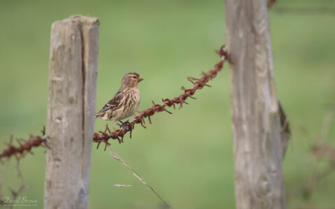 Twite at Seaton Snook, 8th October 2023