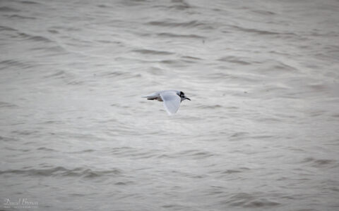 Little Gull at Hartlepool Headland, 21st October 2023