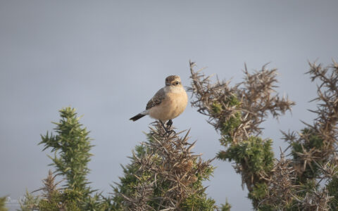 Siberian Stonechat at Hawthorn Dene, 27th September 2025
