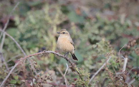 Siberian Stonechat at Hawthorn Dene, 27th September 2025