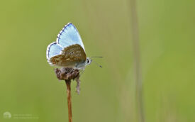 Adonis Blue near Gloucester, 13th August 2017