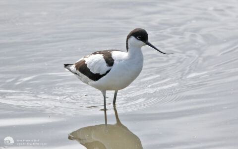 Avocet at Titchwell, 21st June 2016