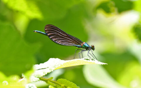 Beautiful Demoiselle at Salcey Forest, 21st June 2018