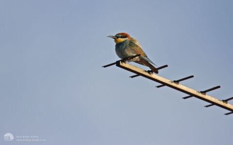 Bee-eater at Seaburn, 10th November 2012