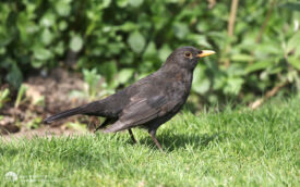 Blackbird at Etherley Moor, 9th April 2017