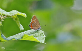 Black Hairstreak at Salcey Forest, 21st June 2018