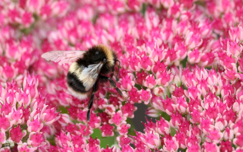 Buff-tailed Bumblebee at Etherley Moor, 23rd September 2007